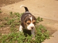 Beagle Cuccioli