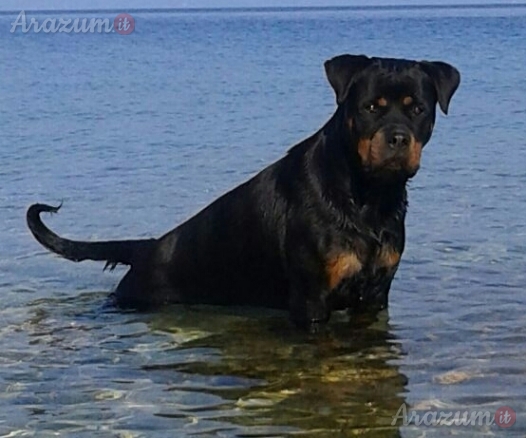 ROTTWEILER FEMMINA CON PEDIGREE IN REGALO