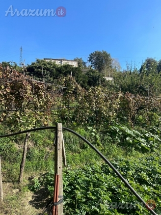 Monte Sant' Angelo Interessante appezzamento terreno a vigneto